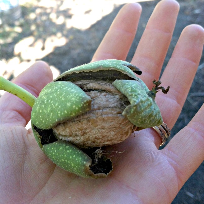 holding walnut