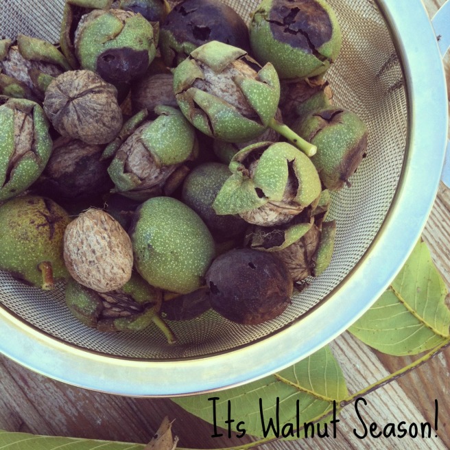 Walnut Season