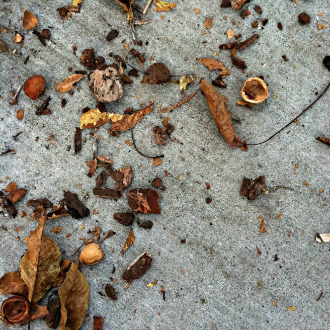 walnuts on sidewalk