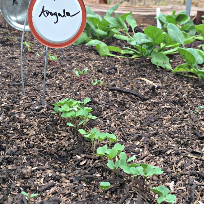 arugula, first to sprout