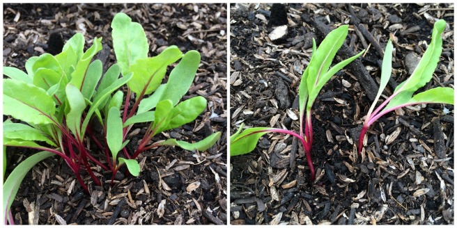 A cluster of beets, pre & post thinning
