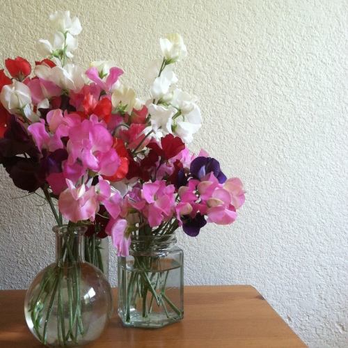 For May bouquets, plant sweet peas now!